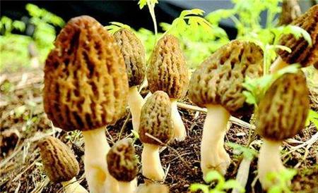 羊肚菌的种植条件