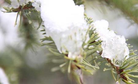 雪松