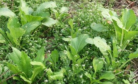 荠菜 田间管理 方法