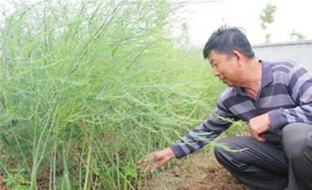 芦笋的施肥技术