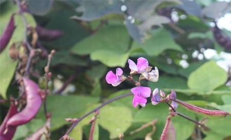 扁豆花期 如何管理