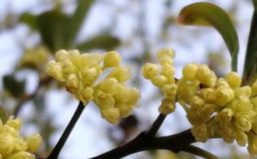 山胡椒花怎样腌制好吃