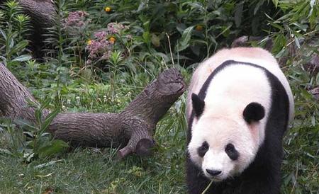 野生大熊猫战斗力强吗