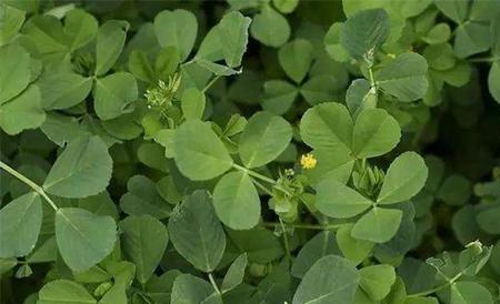 金花菜 种植 方法