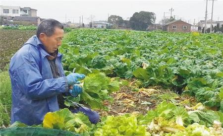 娃娃菜 管理 要点