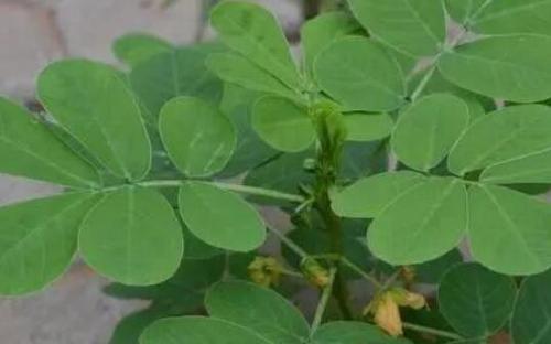 花生叶的功效与作用 花生叶泡水的危害