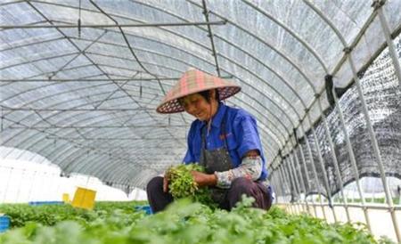 大棚香菜种植技术