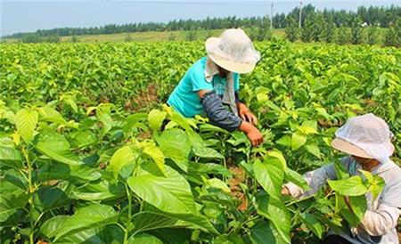 桑树的施肥技术