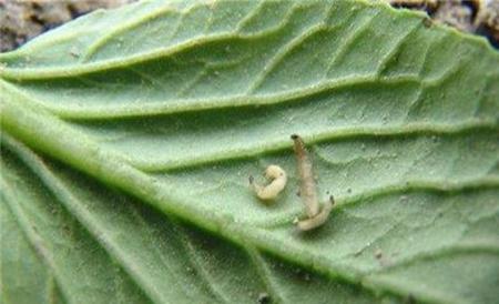 甘蓝种植病虫害的防治方法