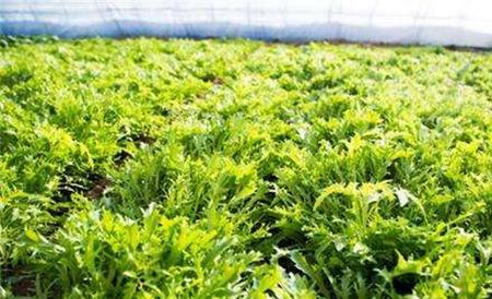 茼蒿 种植 具体流程