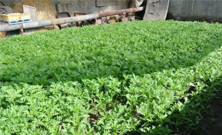 茼蒿 种植 具体流程