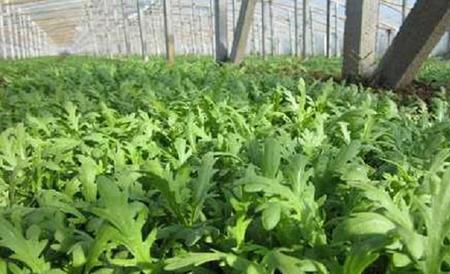 茼蒿 种植 具体流程