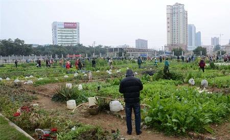 生菜高产施肥技术