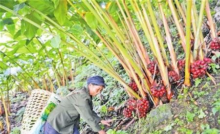 草果 方法 种植