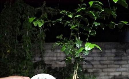 茉莉花换盆方法