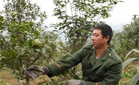 桂花树 修剪时间 方法