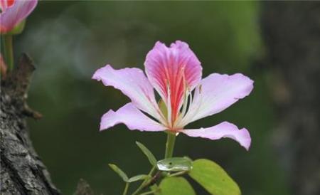 紫荆花叶片发黄原因及防治方法