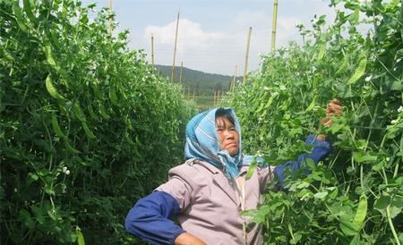 荷兰豆 注意事项 种植