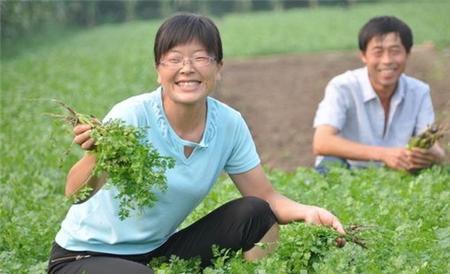 香菜 高产 种植方法