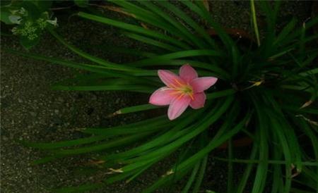 韭菜莲不开花的原因及解决方法