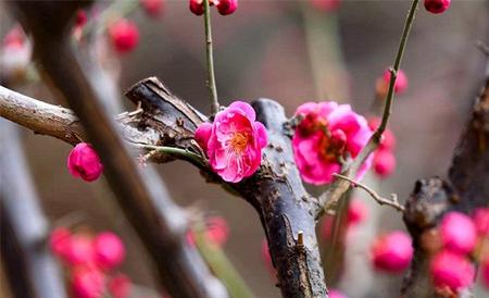 梅花 高压繁殖方法