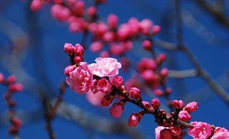 梅花 高压繁殖方法