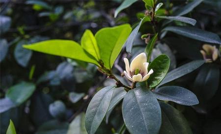 含笑花 繁殖方法