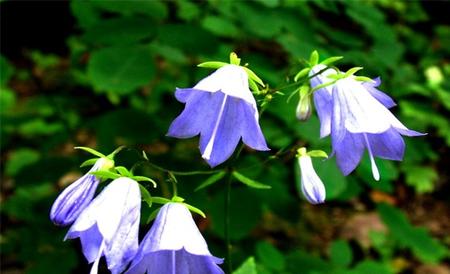 风铃花 养殖方法