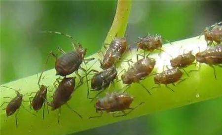 扁豆常见病虫害防治方法