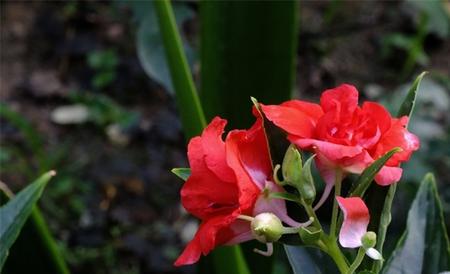 凤仙花烂根 怎么回事