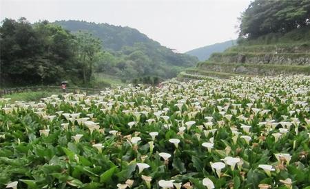 海芋 种植方法