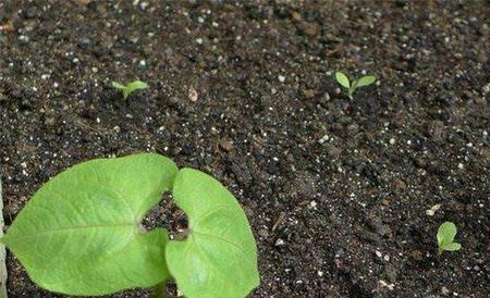 茄子种子快速催芽方法