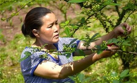 夏季花椒树 怎样修剪