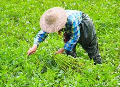 水空心菜怎么种 水空心菜的种植方法