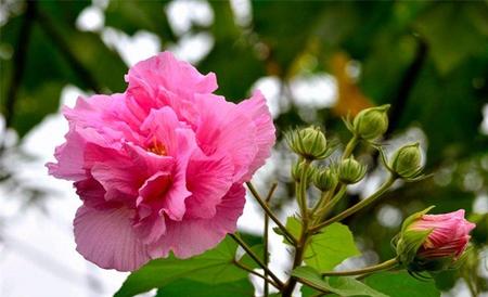 芙蓉花养殖方法和注意事项