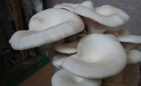 凤尾菇栽培技术