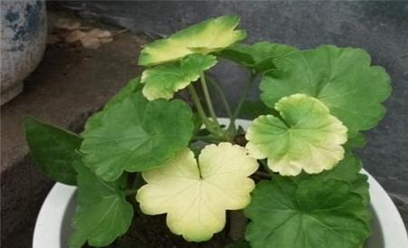 低温