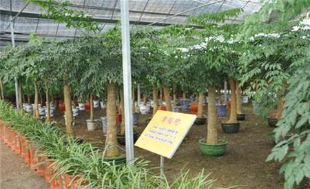 幸福树 养殖方法 注意事项