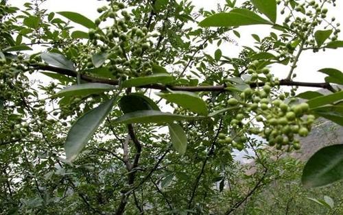 山花椒枝的功效和作用 山花椒枝的药用价值