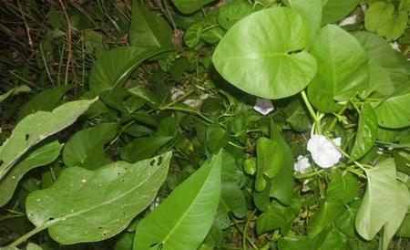 空心菜白锈病防治