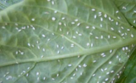 番茄白粉病防治技术