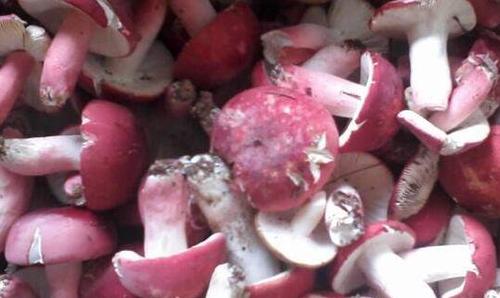 红菌菇怎么吃 红菌菇怎么做来吃