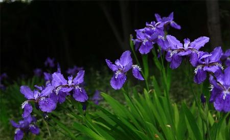 鸢尾 栽培技术 种植要点