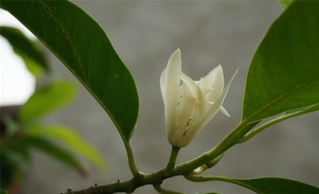 黄桷兰 繁殖 方法