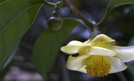 金花茶 种植 方法