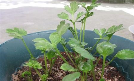 花毛茛 繁殖 方法