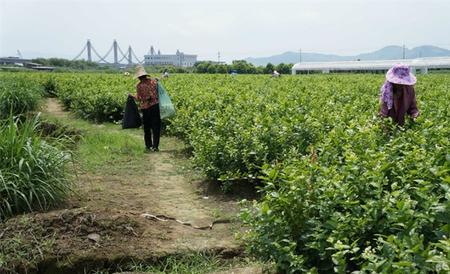 茉莉花 种植 注意事项