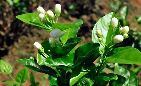 茉莉花 种植 注意事项