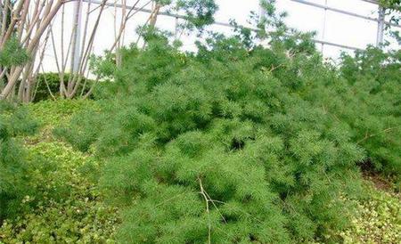 蓬莱松
