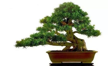 蓬莱松